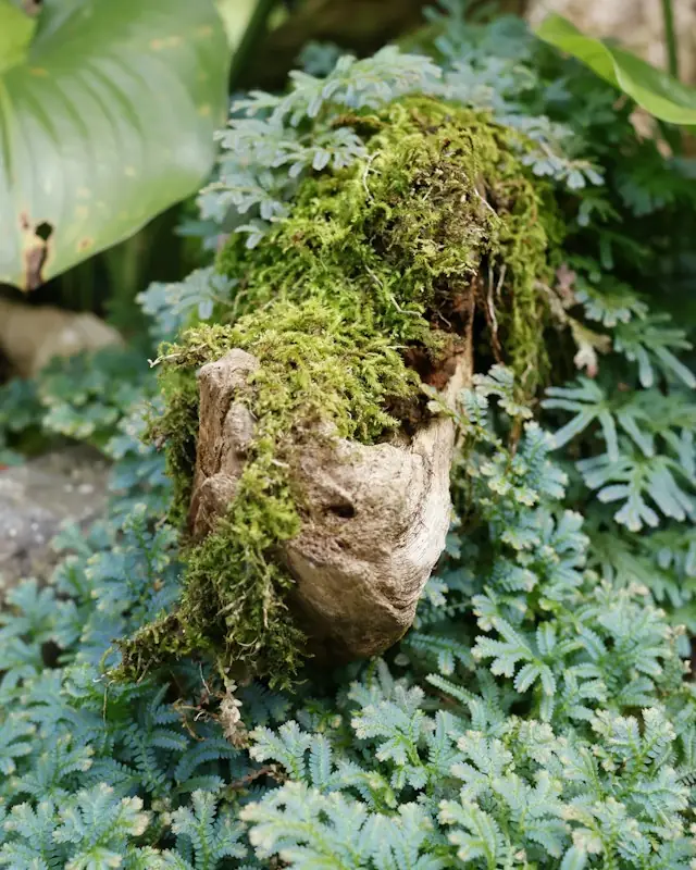 Moss growing on a piece of wood with plants