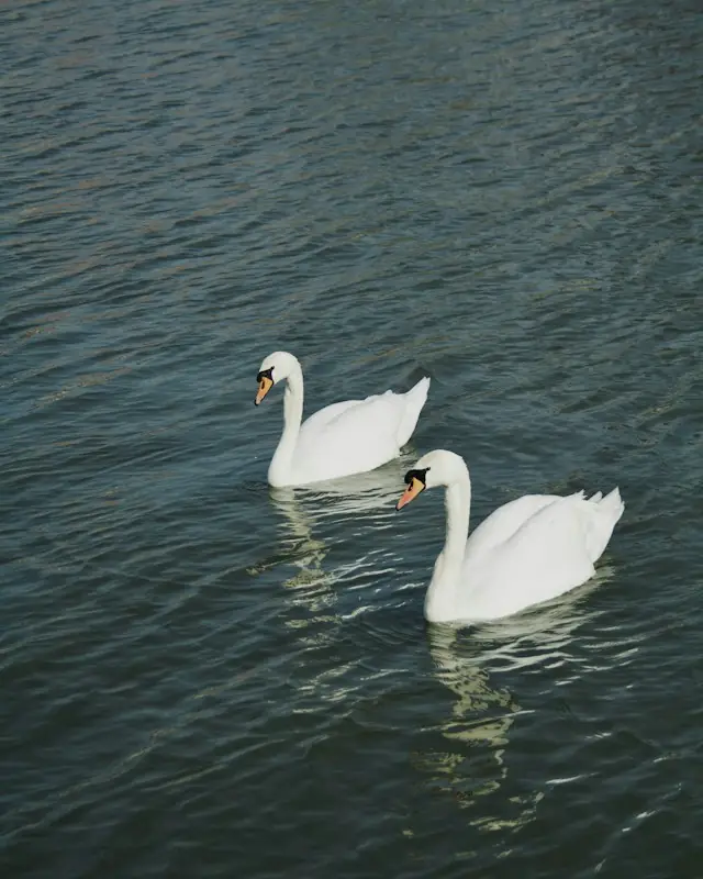 Two white swans swimming on rippling water