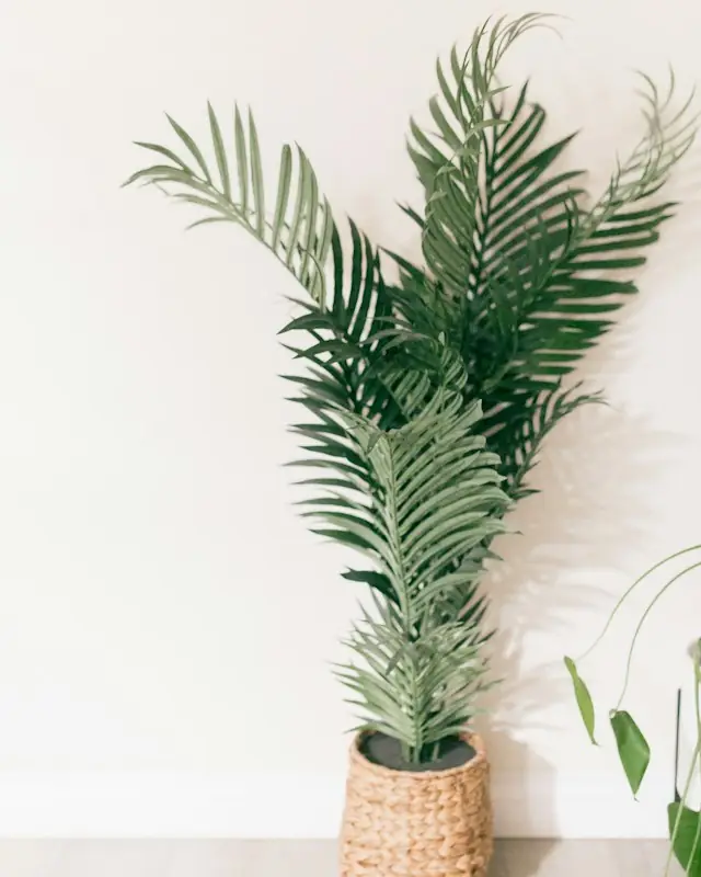 A tall palm plant in a woven basket
