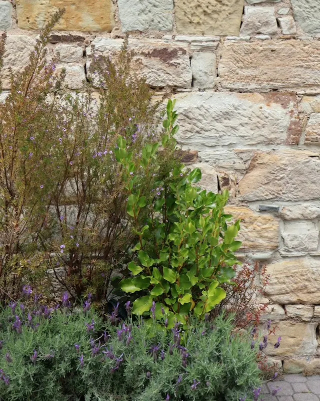 Green plants and lavender in front of stone wall