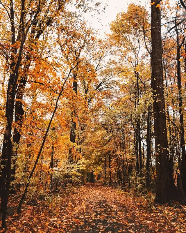 Street surrounded by leaves i nbetween of trees