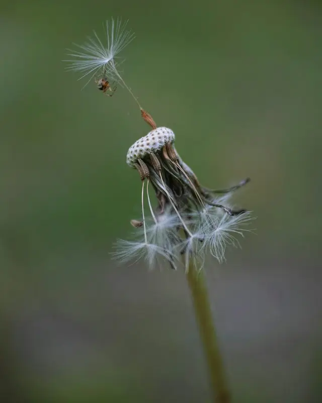 White dandelion in close up photography