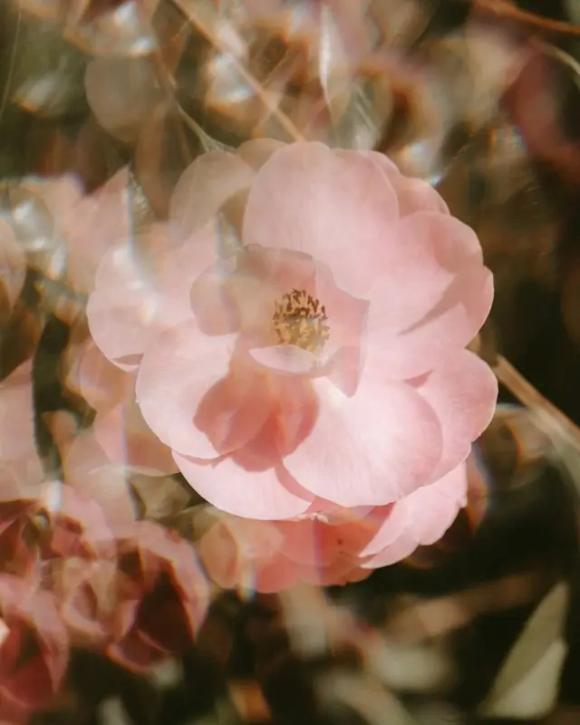 Pink flower
