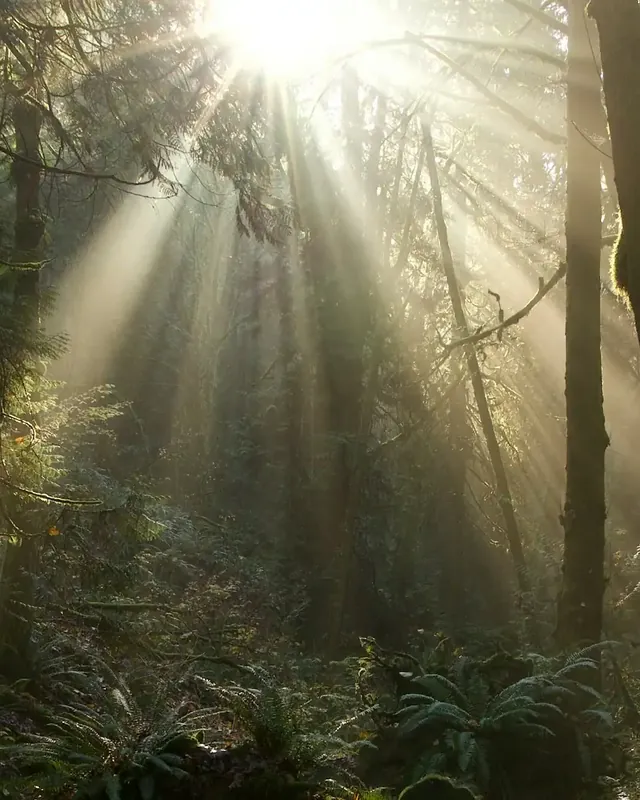 Sunbeams streaming through a misty forest
