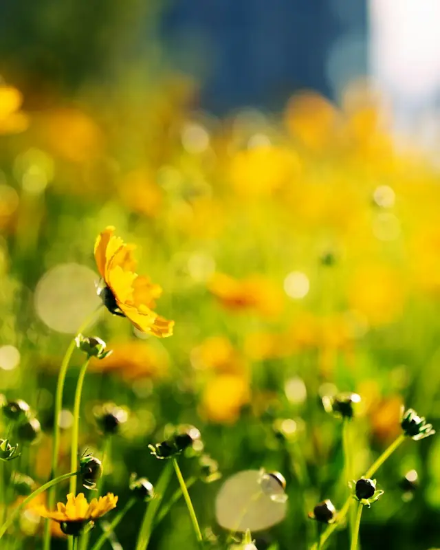 Yellow flowers in a sunlit garden with bokeh