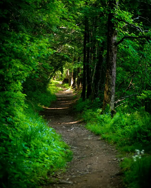 Forest with pathway