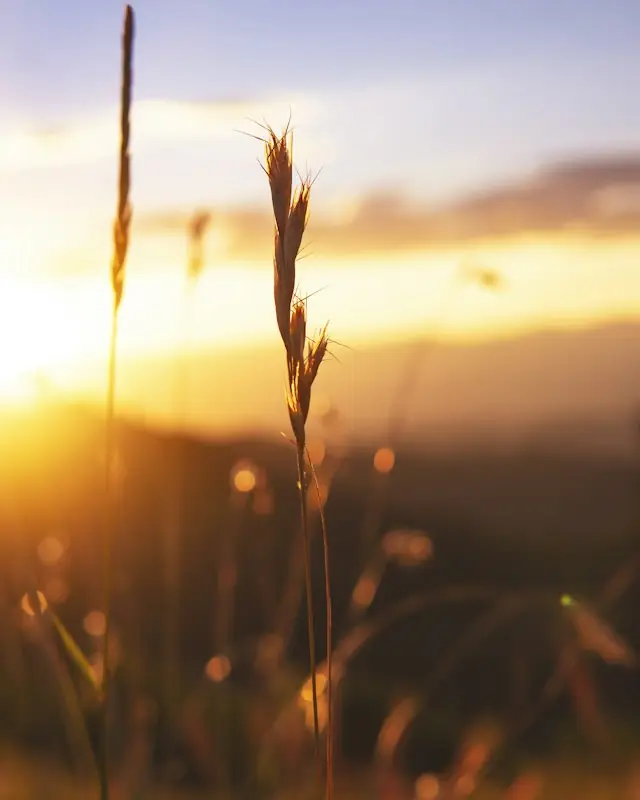 Brown wheat in tilt shift lens