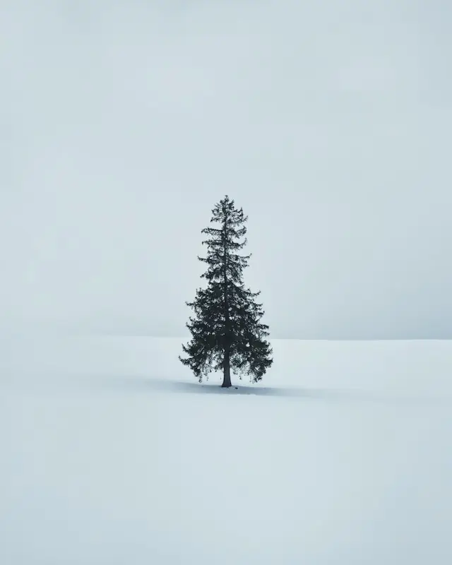 A lone pine tree stands alone in the snow