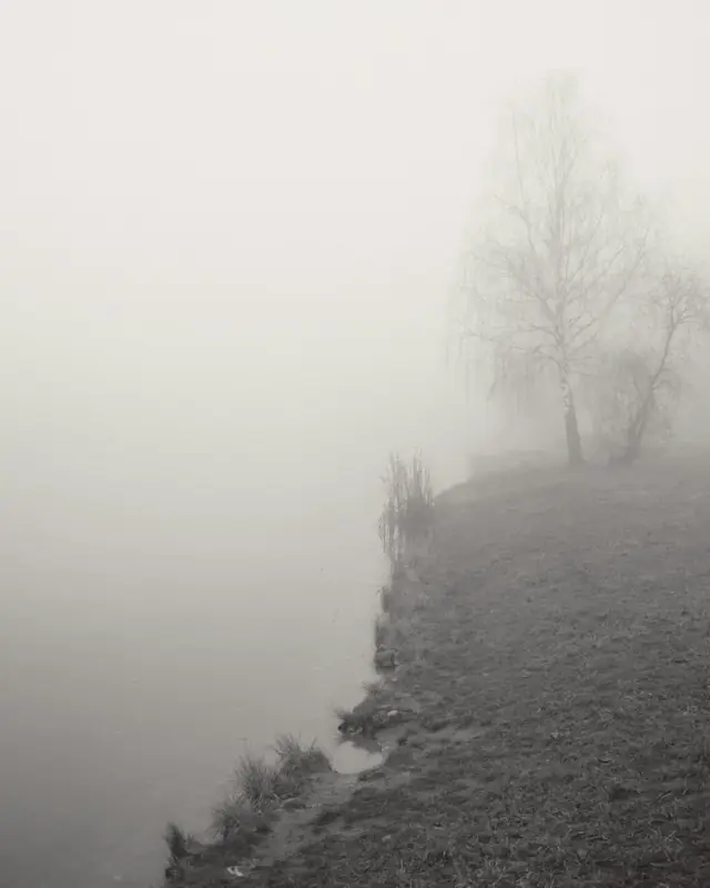 A foggy field with a lone tree on a hill