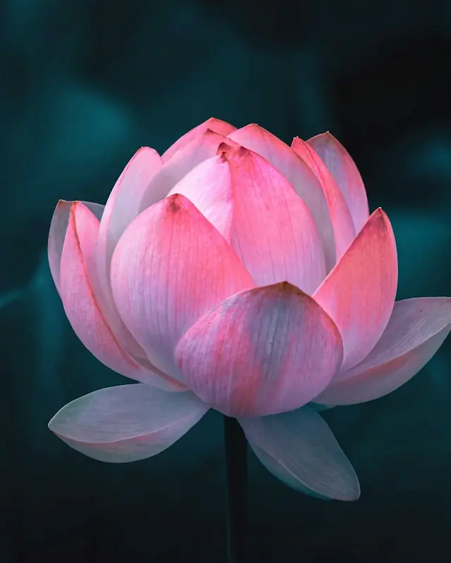 Pink lotus flower in bloom