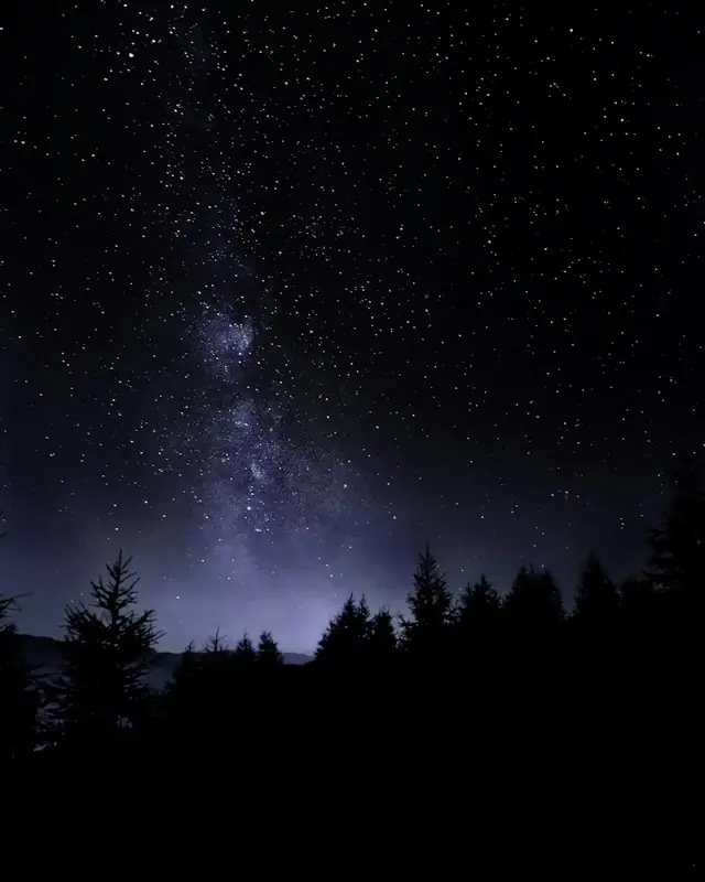 Pine trees under starry sky