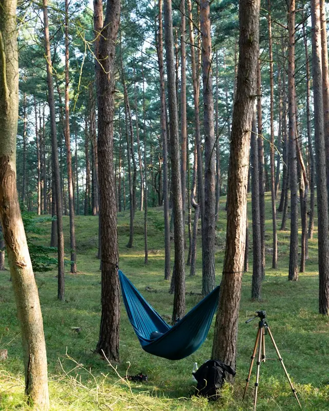A hammock in the middle of a forest