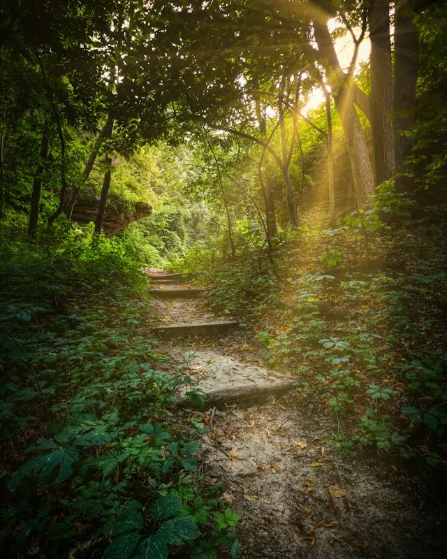 Green forest